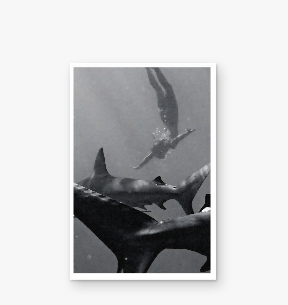 Swimming With Sharks Unframed